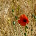 Mohn im Kornfeld