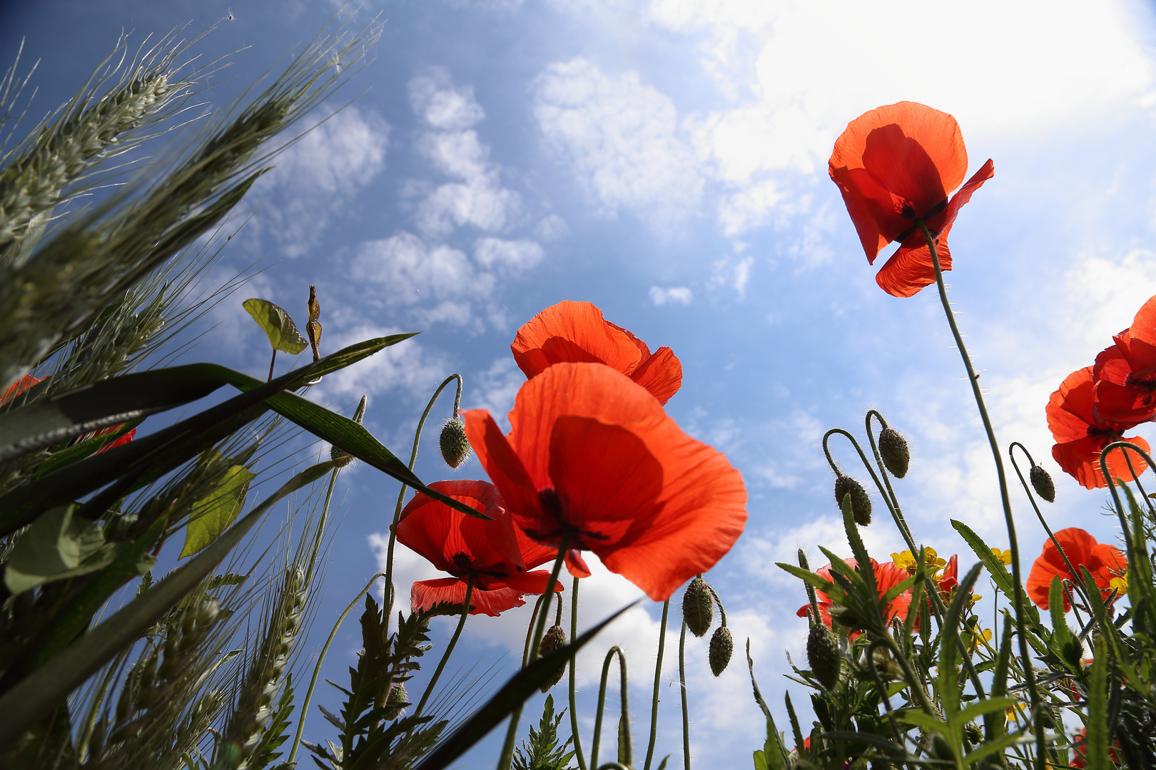 Mohn im Kornfeld