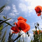 Mohn im Kornfeld