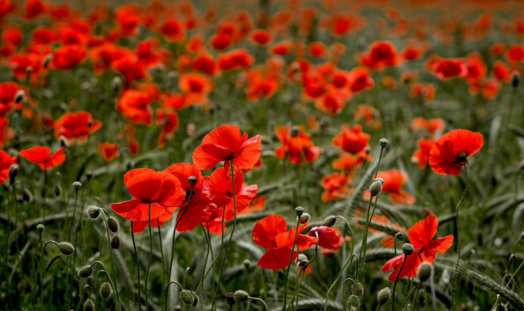 Mohn im Kornfeld