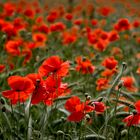 Mohn im Kornfeld