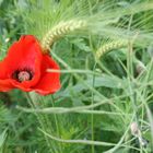 Mohn im Kornfeld