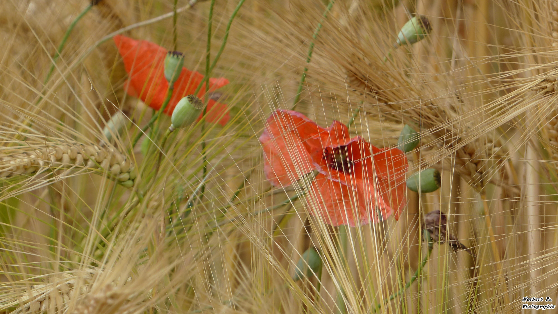 Mohn im Kornfeld