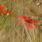 Mohn im Kornfeld