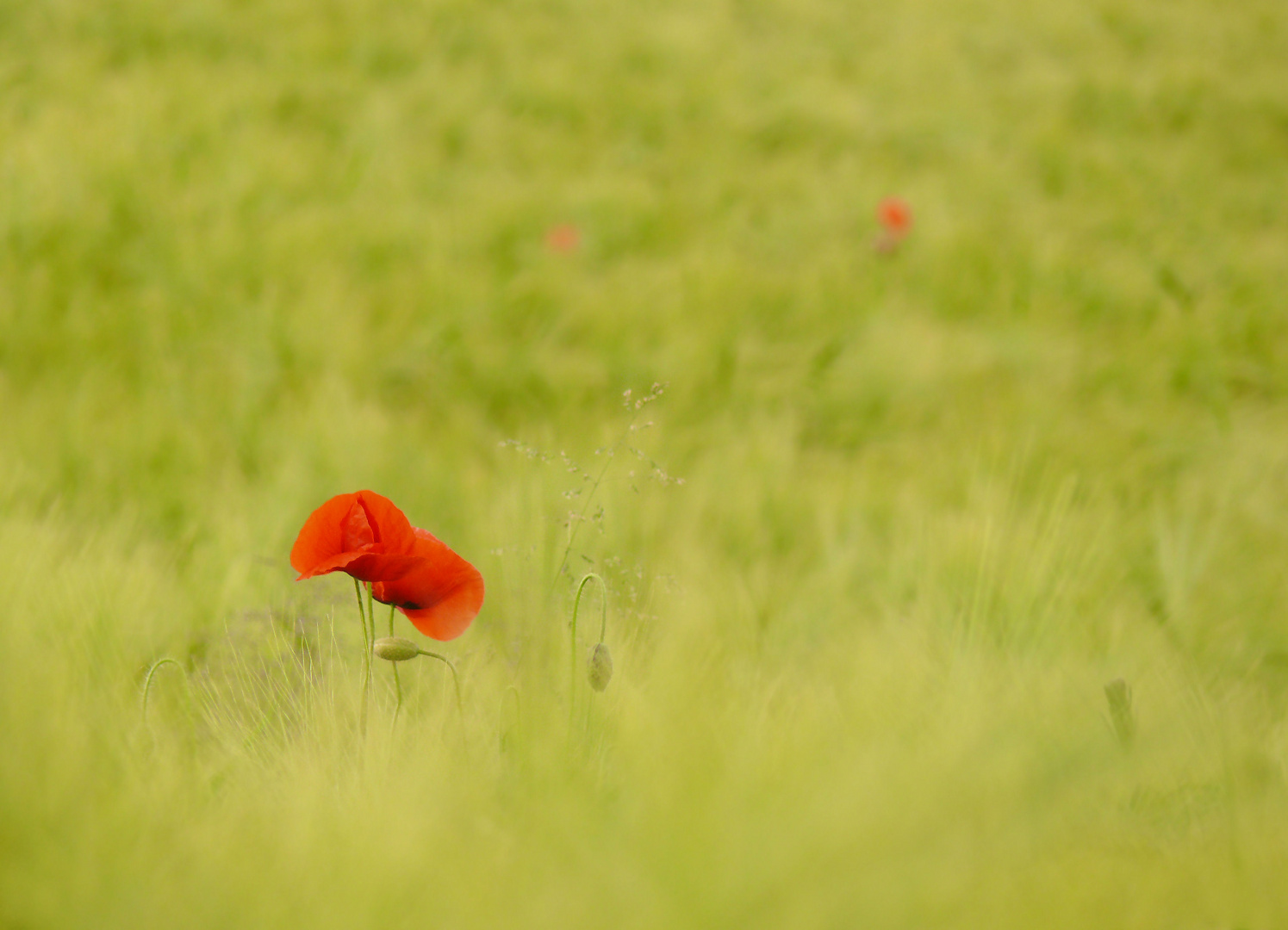 Mohn im Kornfeld