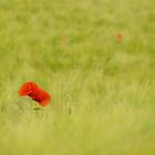 Mohn im Kornfeld