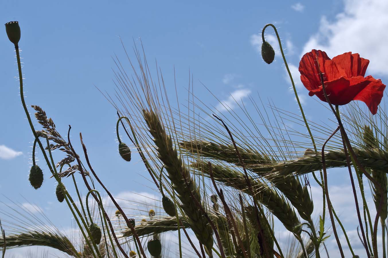 Mohn im Kornfeld