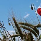 Mohn im Kornfeld