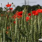 Mohn im Kornfeld