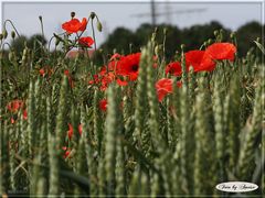 Mohn im Kornfeld