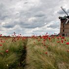 Mohn im Kornfeld