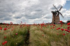 Mohn im Kornfeld