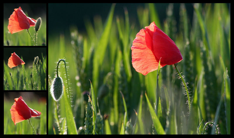 Mohn im Kornfeld