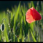 Mohn im Kornfeld