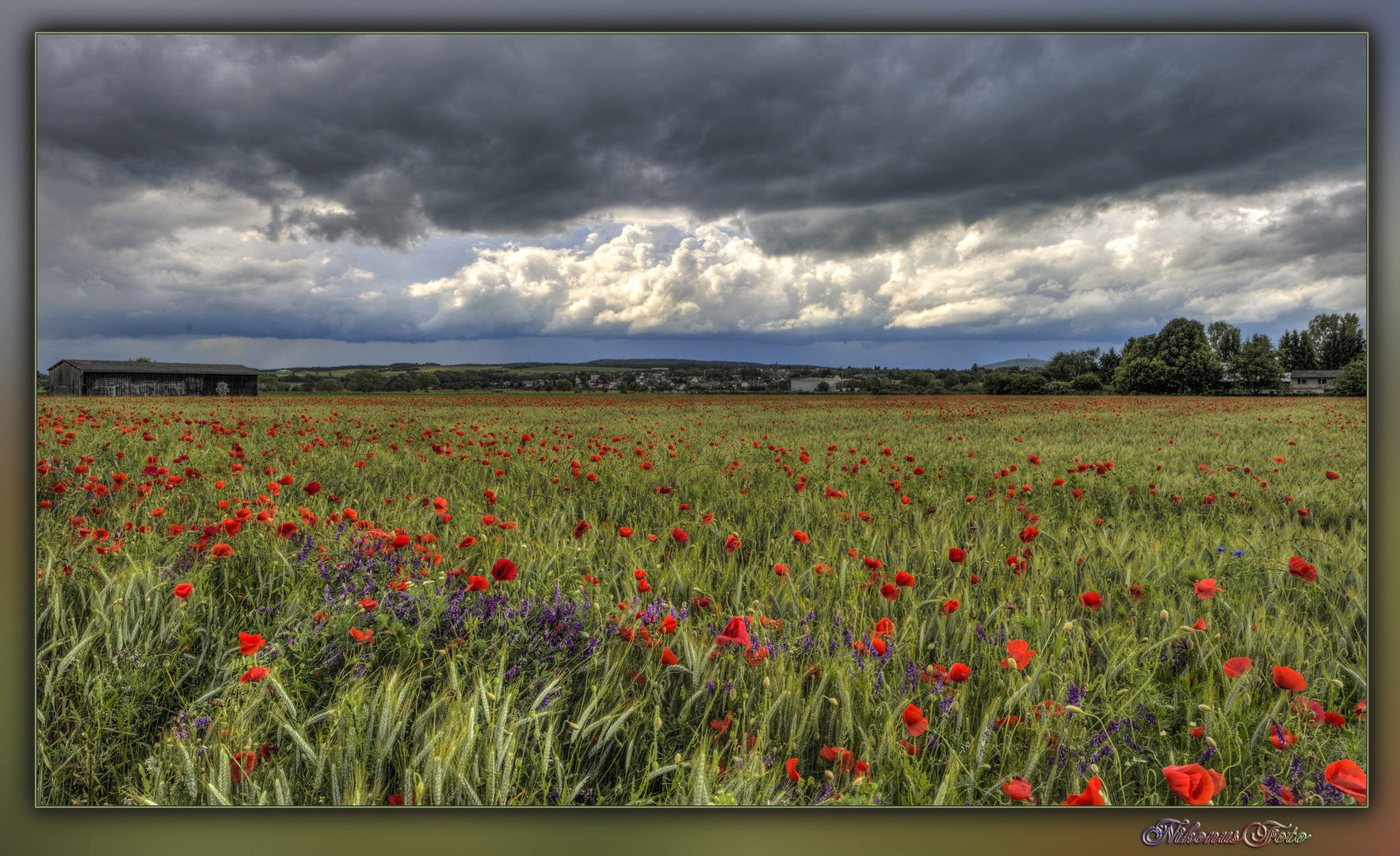 Mohn im Kornfeld