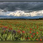 Mohn im Kornfeld