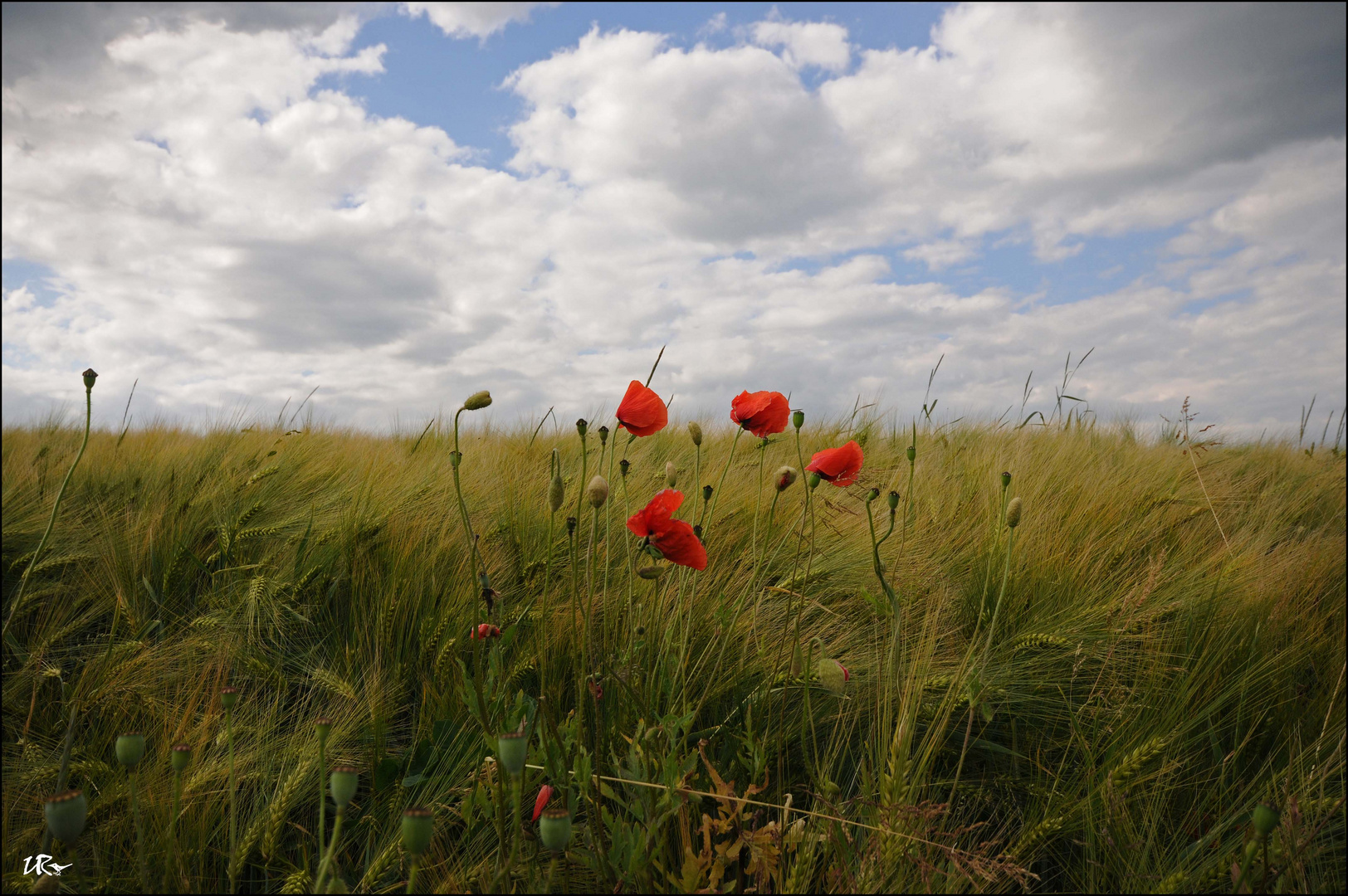 "Mohn im Kornfeld"