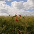 "Mohn im Kornfeld"