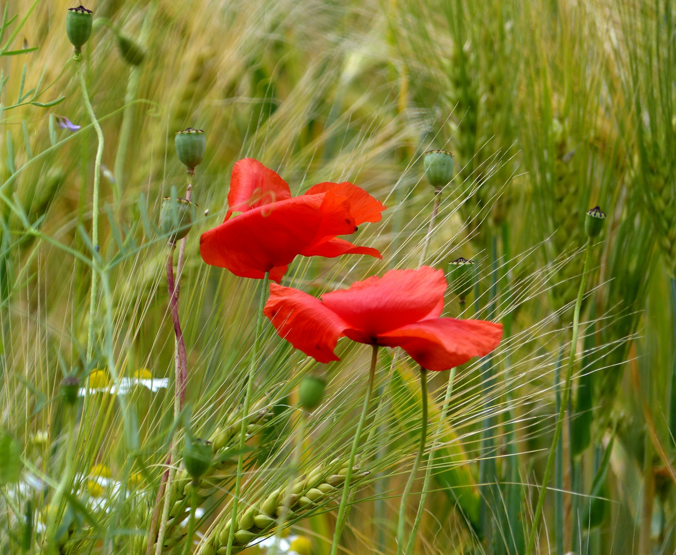 Mohn im Kornfeld