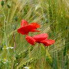 Mohn im Kornfeld