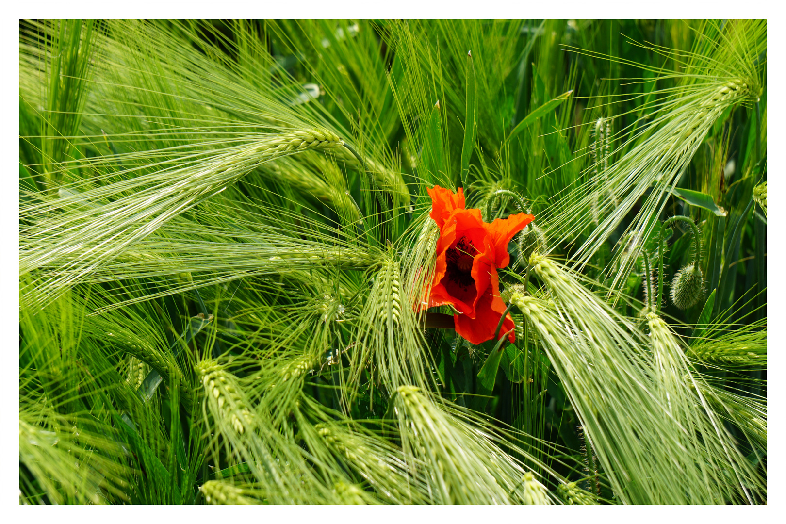 Mohn im Kornfeld 