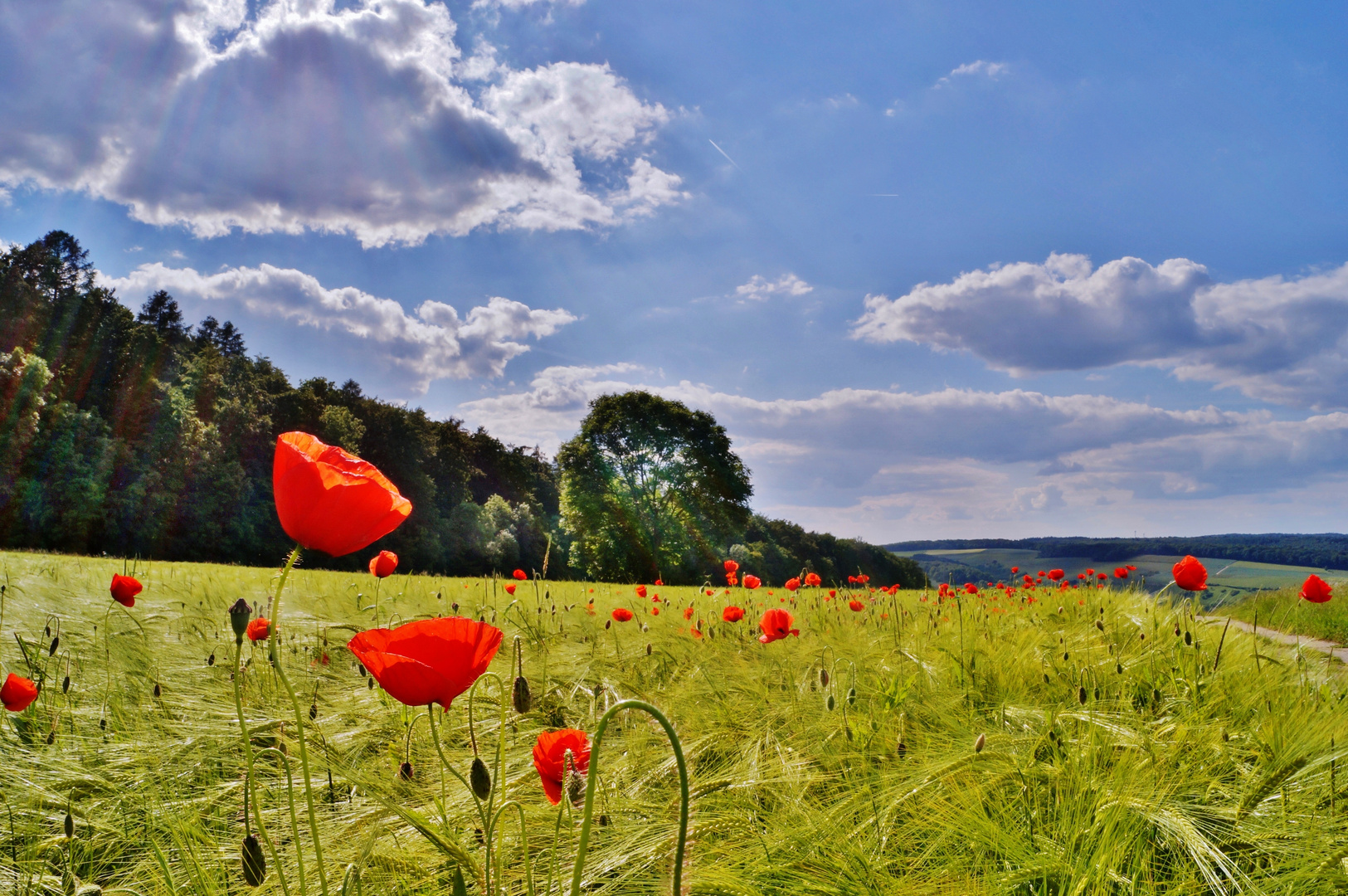 Mohn im Kornfeld.