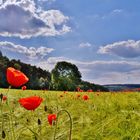 Mohn im Kornfeld.