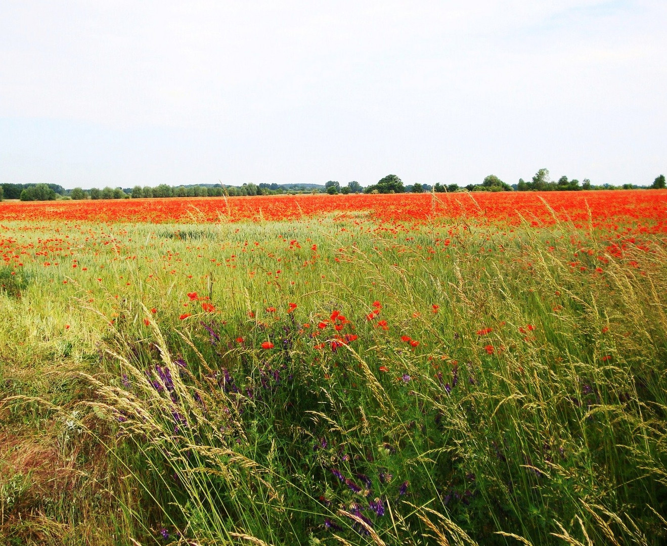 Mohn im Kornfeld