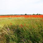 Mohn im Kornfeld