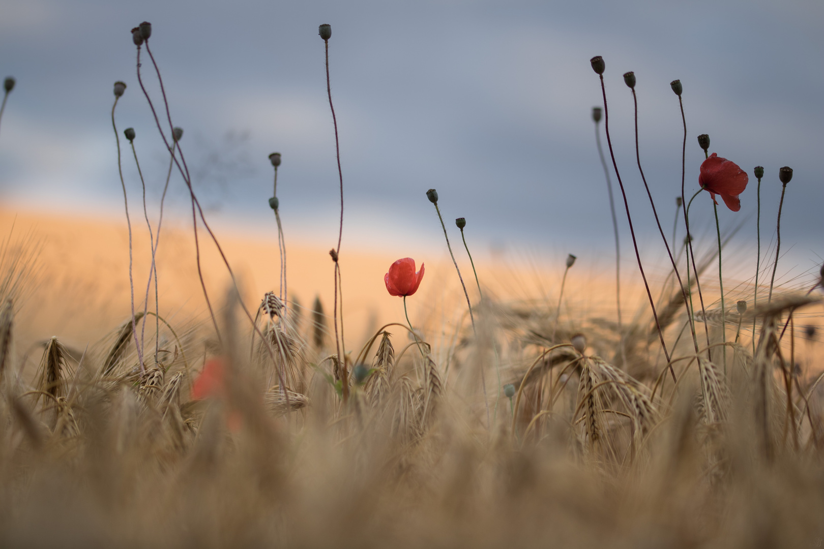 Mohn im Kornfeld