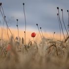 Mohn im Kornfeld