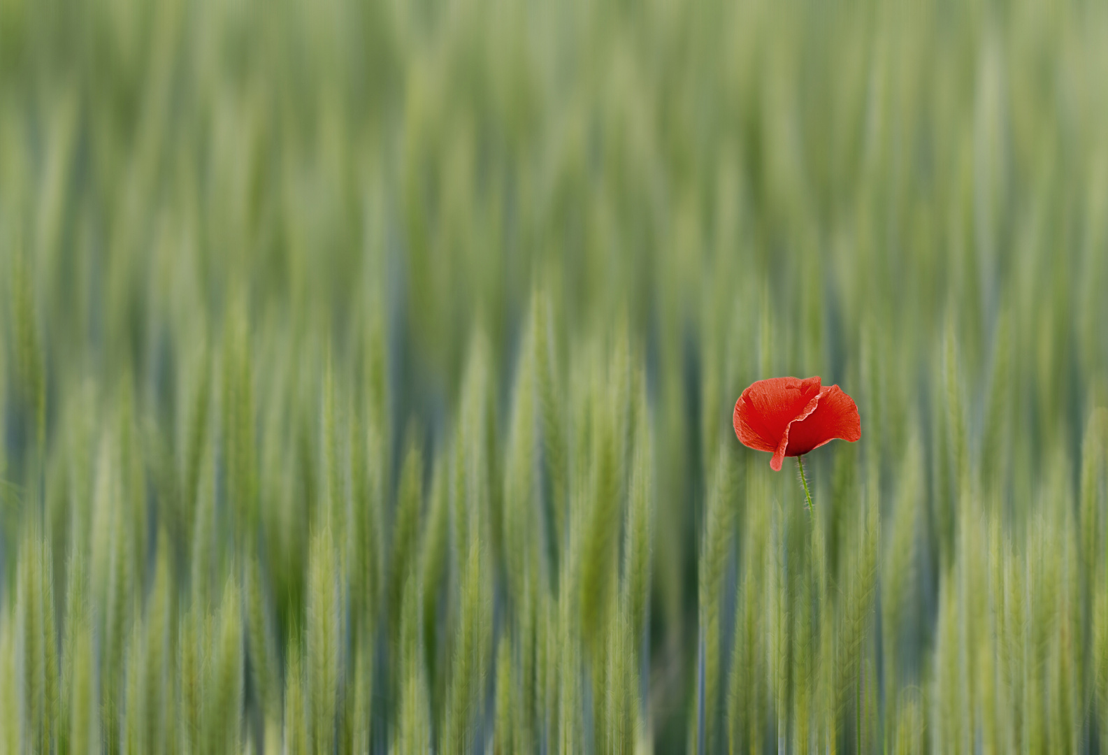 Mohn im Kornfeld