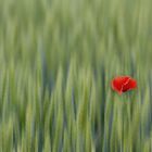 Mohn im Kornfeld