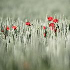 Mohn im Kornfeld