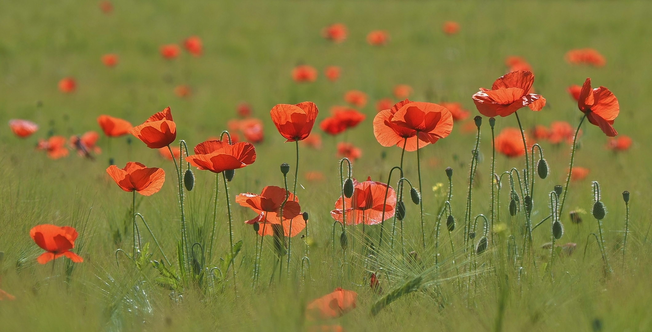 Mohn im Kornfeld