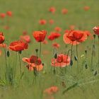 Mohn im Kornfeld