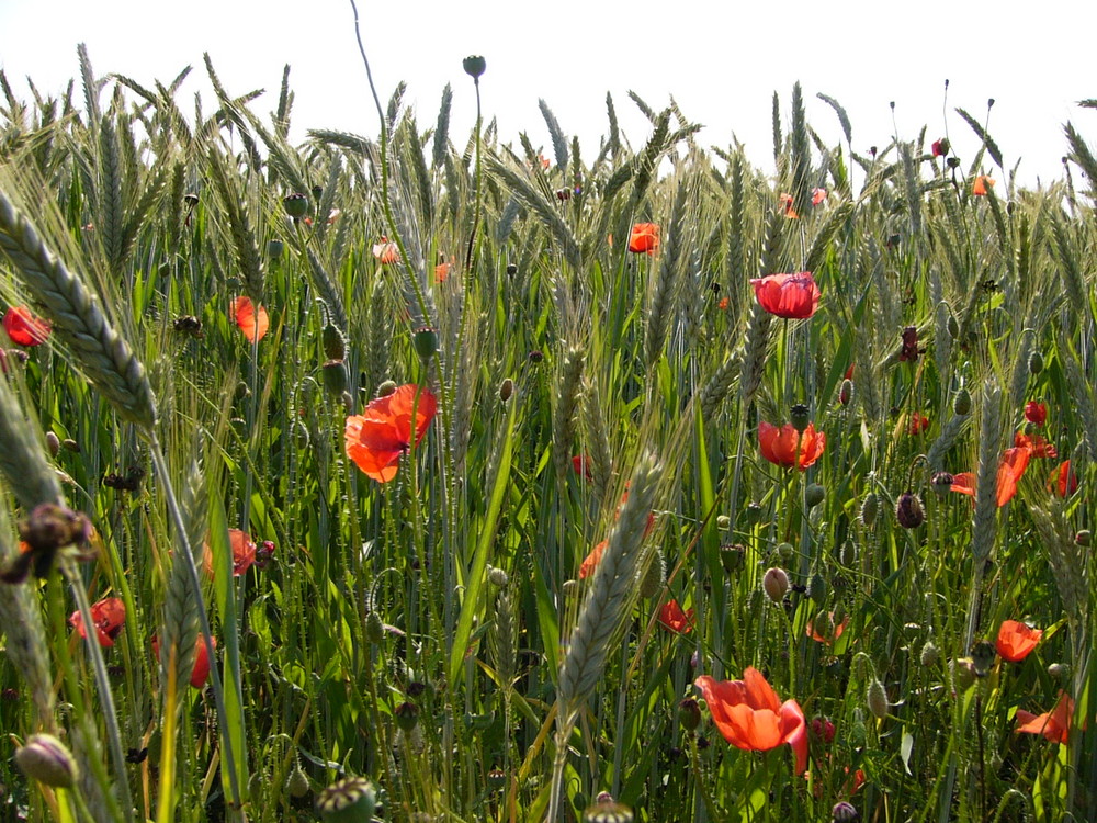 Mohn im Kornfeld