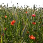 Mohn im Kornfeld