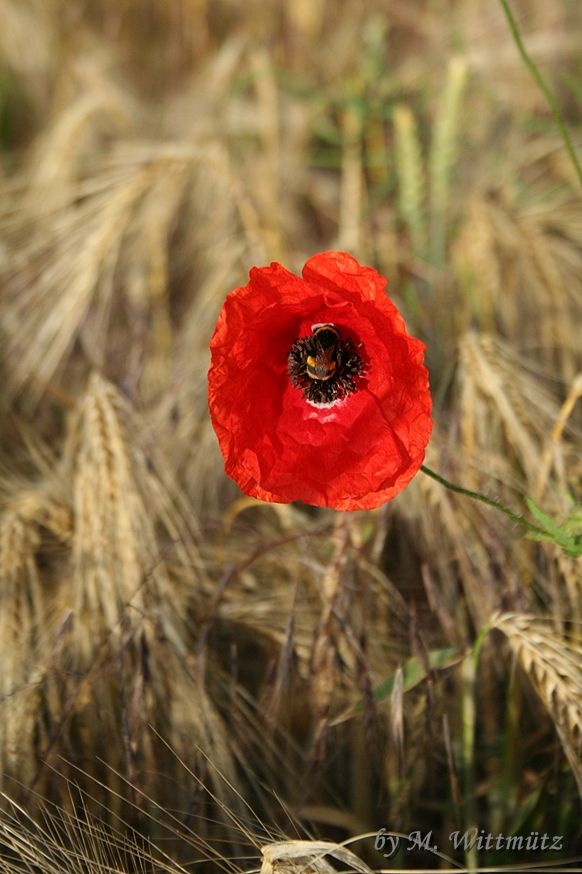 Mohn im Kornfeld