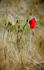 Mohn im Kornfeld