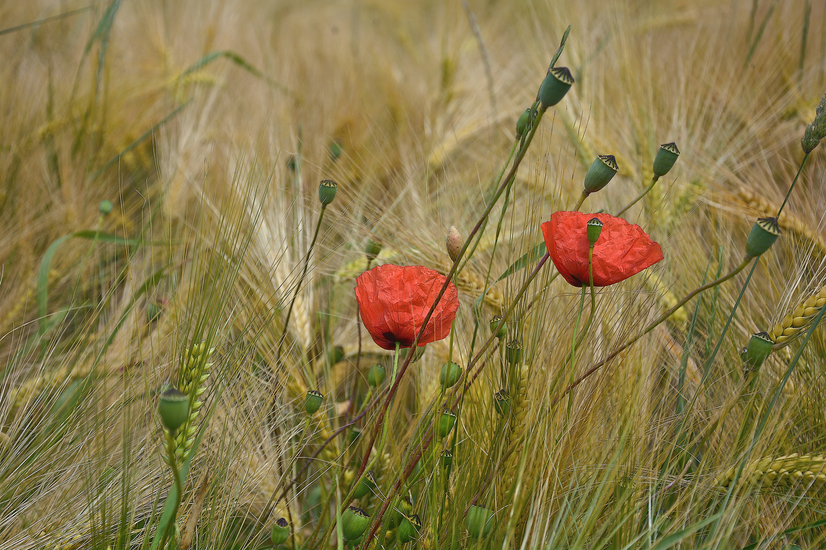 Mohn im Kornfeld