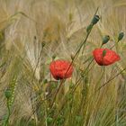 Mohn im Kornfeld