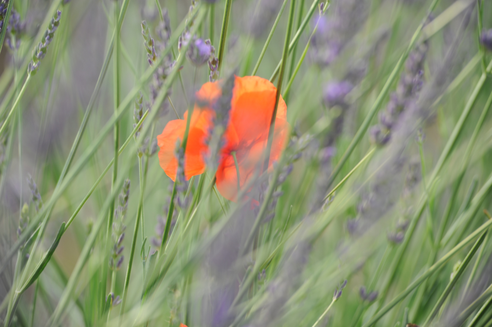 Mohn im Lavendel