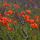 Mohn im Lavendelfeld