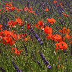 Mohn im Lavendelfeld