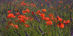 Mohn im Lavendelfeld