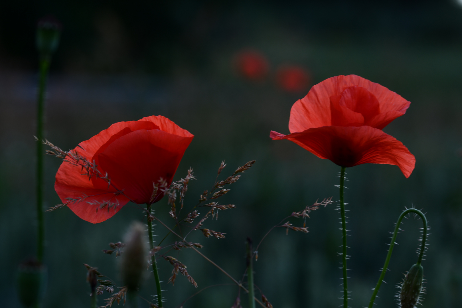 Mohn im letzten Sonnenlicht