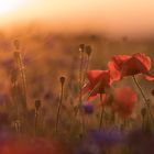 Mohn im letzten Tageslicht