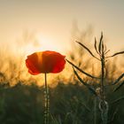 Mohn im Licht