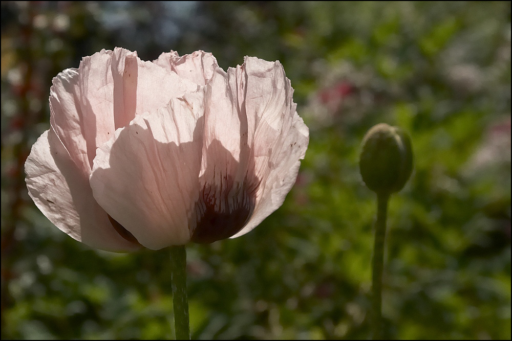 Mohn im Licht